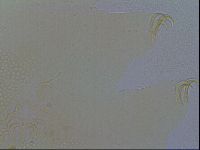 Echiniscus spiniger image