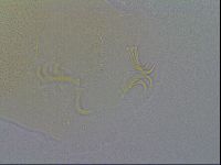 Echiniscus spiniger image