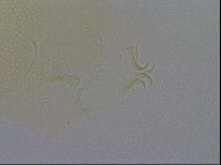 Echiniscus spiniger image