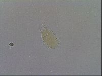 Echiniscus spiniger image