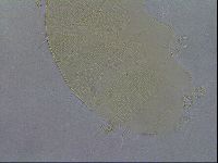 Echiniscus spiniger image