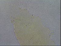 Echiniscus spiniger image