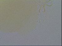 Echiniscus spiniger image