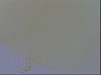 Echiniscus spiniger image