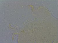 Echiniscus spiniger image