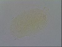 Echiniscus spiniger image