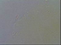 Echiniscus spiniger image
