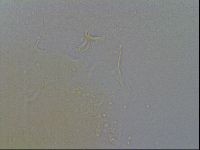 Echiniscus spiniger image