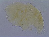 Echiniscus spiniger image