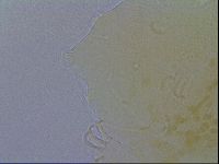 Echiniscus spiniger image
