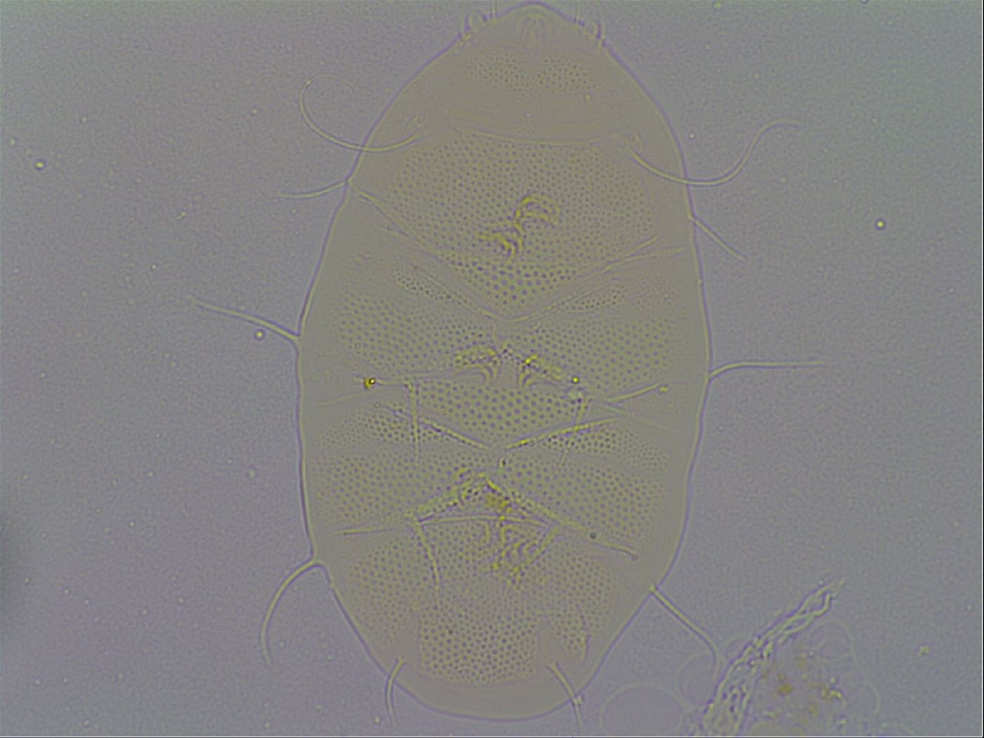 Echiniscus spiniger image