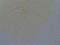Echiniscus spiniger image