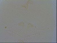 Echiniscus spiniger image