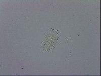 Echiniscus spiniger image