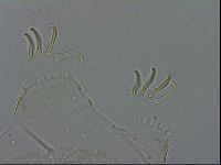 Echiniscus spiniger image