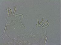 Echiniscus spiniger image