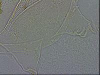 Echiniscus spiniger image
