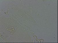 Echiniscus spiniger image