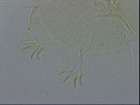 Echiniscus spiniger image