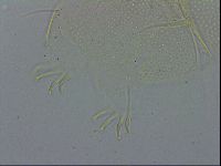 Echiniscus spiniger image