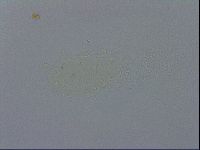 Echiniscus spiniger image
