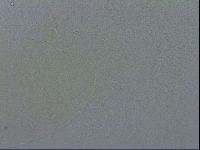 Echiniscus spiniger image