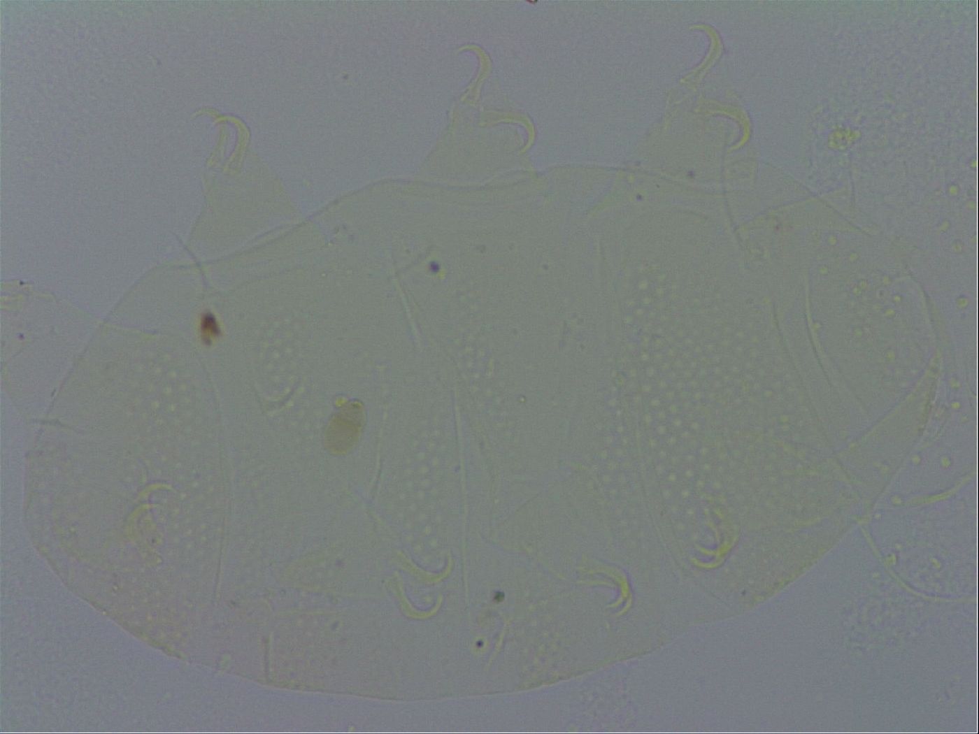 Echiniscus spiniger image