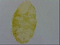 Echiniscus spiniger image