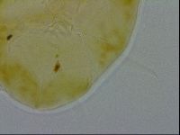 Echiniscus spiniger image