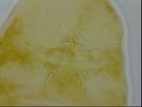 Echiniscus spiniger image