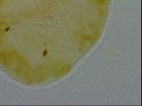 Echiniscus spiniger image