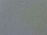 Echiniscus spiniger image
