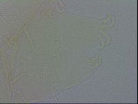Echiniscus spiniger image