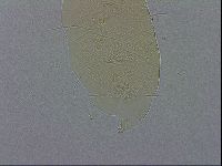 Echiniscus spiniger image