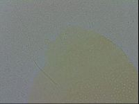 Echiniscus spiniger image