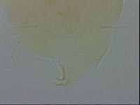 Echiniscus spiniger image