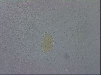 Echiniscus spiniger image
