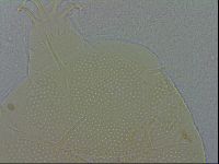 Echiniscus spiniger image