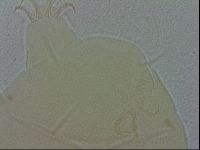 Echiniscus spiniger image