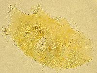 Echiniscus spiniger image