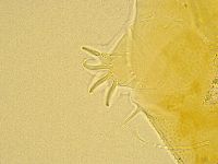 Echiniscus spiniger image