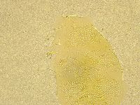Echiniscus spiniger image