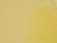 Echiniscus spiniger image