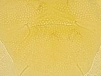 Echiniscus spiniger image