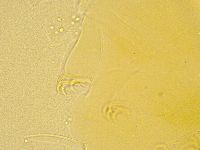 Echiniscus spiniger image