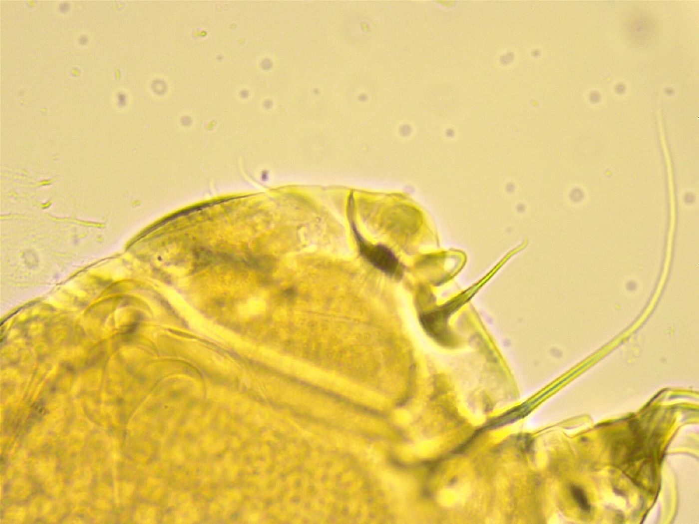 Echiniscus spinulosus image