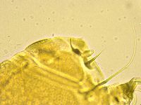 Echiniscus spinulosus image