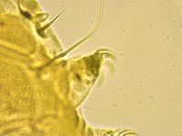 Echiniscus spinulosus image