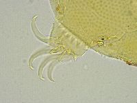 Testechiniscus spinuloides image