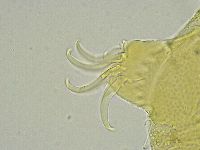 Testechiniscus spinuloides image